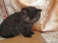 МИЛЫЕ КОТЯТА _ ПЕРСИКИ И ЭКЗОТИКИ - <ro>Изображение</ro><ru>Изображение</ru> #3, <ru>Объявление</ru> #59853