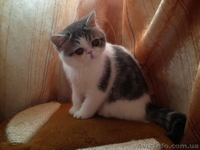 МИЛЫЕ КОТЯТА _ ПЕРСИКИ И ЭКЗОТИКИ - <ro>Изображение</ro><ru>Изображение</ru> #1, <ru>Объявление</ru> #59853