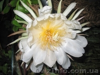 Много разной экзотики плодовые и цветущие - <ro>Изображение</ro><ru>Изображение</ru> #3, <ru>Объявление</ru> #75124