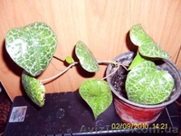 Много разной экзотики плодовые и цветущие - <ro>Изображение</ro><ru>Изображение</ru> #1, <ru>Объявление</ru> #75124