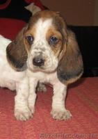 Продаются щенки Бассет Хаунд - <ro>Изображение</ro><ru>Изображение</ru> #1, <ru>Объявление</ru> #156761