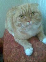 вязка,коты рыжий веслоухий и лиловый со стоячими ушами ищут невест  - <ro>Изображение</ro><ru>Изображение</ru> #2, <ru>Объявление</ru> #137179