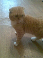 вязка,коты рыжий веслоухий и лиловый со стоячими ушами ищут невест  - <ro>Изображение</ro><ru>Изображение</ru> #3, <ru>Объявление</ru> #137179