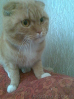 вязка,коты рыжий веслоухий и лиловый со стоячими ушами ищут невест  - <ro>Изображение</ro><ru>Изображение</ru> #4, <ru>Объявление</ru> #137179