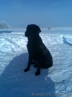 щенки лабрадора черного и палевого окраса  - <ro>Изображение</ro><ru>Изображение</ru> #3, <ru>Объявление</ru> #153474