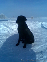 собаки. лабрадор. - <ro>Изображение</ro><ru>Изображение</ru> #3, <ru>Объявление</ru> #153637