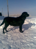 щенки лабрадора черного и палевого окраса  - <ro>Изображение</ro><ru>Изображение</ru> #2, <ru>Объявление</ru> #153474