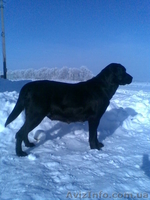собаки. лабрадор. - <ro>Изображение</ro><ru>Изображение</ru> #1, <ru>Объявление</ru> #153637