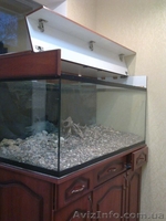 Продам Аквариум, Сумы - <ro>Изображение</ro><ru>Изображение</ru> #2, <ru>Объявление</ru> #152738