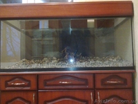 Продам Аквариум, Сумы - <ro>Изображение</ro><ru>Изображение</ru> #3, <ru>Объявление</ru> #152738