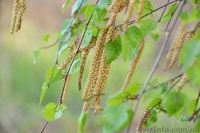 Продам саженцы дуба, клена, березы - <ro>Изображение</ro><ru>Изображение</ru> #1, <ru>Объявление</ru> #209331