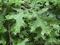 Продам саженцы дуба, клена, березы - <ro>Изображение</ro><ru>Изображение</ru> #2, <ru>Объявление</ru> #209331