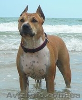 Элитные щеночки амстаффа - <ro>Изображение</ro><ru>Изображение</ru> #1, <ru>Объявление</ru> #199611