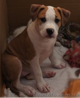 Элитные щеночки амстаффа - <ro>Изображение</ro><ru>Изображение</ru> #2, <ru>Объявление</ru> #199611