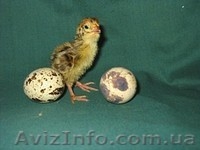 Продам перепелов разных пород и возраста. - <ro>Изображение</ro><ru>Изображение</ru> #3, <ru>Объявление</ru> #204749
