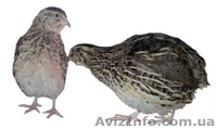 Продам перепелов разных пород и возраста. - <ro>Изображение</ro><ru>Изображение</ru> #2, <ru>Объявление</ru> #204749