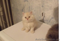 Котята-персы продам - <ro>Изображение</ro><ru>Изображение</ru> #2, <ru>Объявление</ru> #357216