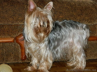 йоркширский терьер продам.....! - <ro>Изображение</ro><ru>Изображение</ru> #1, <ru>Объявление</ru> #453380