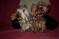 йоркширский терьер продам.....! - <ro>Изображение</ro><ru>Изображение</ru> #2, <ru>Объявление</ru> #453380