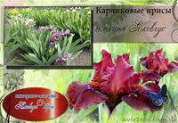 продажа ирисов и лилейников интернет-магазин "Яковчук Ирис" - <ro>Изображение</ro><ru>Изображение</ru> #2, <ru>Объявление</ru> #457080