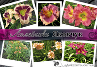 продажа ирисов и лилейников интернет-магазин "Яковчук Ирис" - <ro>Изображение</ro><ru>Изображение</ru> #4, <ru>Объявление</ru> #457080