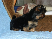 йоркширский терьер продам.....! - <ro>Изображение</ro><ru>Изображение</ru> #3, <ru>Объявление</ru> #453380