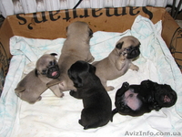 Продам щенков мопса родились 27.12.11 окрас чёрный и палевый - <ro>Изображение</ro><ru>Изображение</ru> #1, <ru>Объявление</ru> #522545