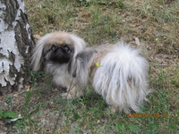 Щенок пекинеса,цвет шиншилла, кобель, документы КСУ, дата рождения 20.03.12. - <ro>Изображение</ro><ru>Изображение</ru> #3, <ru>Объявление</ru> #594492