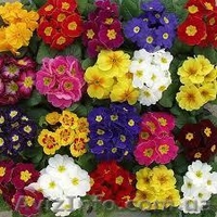 Коллективное поздравление с 8 Марта - <ro>Изображение</ro><ru>Изображение</ru> #1, <ru>Объявление</ru> #561631