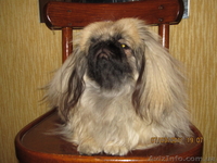 Щенок пекинеса,цвет шиншилла, кобель, документы КСУ, дата рождения 20.03.12. - <ro>Изображение</ro><ru>Изображение</ru> #2, <ru>Объявление</ru> #594492