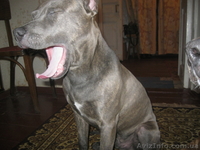 продам кобеля амстафа 8 месяцев - <ro>Изображение</ro><ru>Изображение</ru> #1, <ru>Объявление</ru> #594474