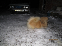 Щенок пекинеса,цвет шиншилла, кобель, документы КСУ, дата рождения 20.03.12. - <ro>Изображение</ro><ru>Изображение</ru> #5, <ru>Объявление</ru> #594492