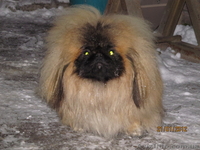 Щенок пекинеса,цвет шиншилла, кобель, документы КСУ, дата рождения 20.03.12. - <ro>Изображение</ro><ru>Изображение</ru> #4, <ru>Объявление</ru> #594492