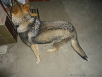 приглашаем на вязку - <ro>Изображение</ro><ru>Изображение</ru> #2, <ru>Объявление</ru> #642474