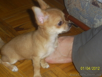 продаютсященки чихуахуа - <ro>Изображение</ro><ru>Изображение</ru> #1, <ru>Объявление</ru> #613447