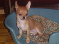 продаютсященки чихуахуа - <ro>Изображение</ro><ru>Изображение</ru> #3, <ru>Объявление</ru> #613447