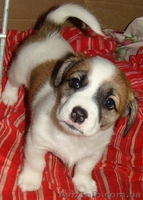 ЩЕНКИ ДРЕВЕРА ИЩУТ НАДЁЖНЫХ  И  ПРЕДАННЫХ  ХОЗЯЕВ! - <ro>Изображение</ro><ru>Изображение</ru> #1, <ru>Объявление</ru> #670710