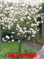 Декоративные растения по низким ценам - <ro>Изображение</ro><ru>Изображение</ru> #1, <ru>Объявление</ru> #697876