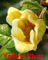 Декоративные растения по низким ценам - <ro>Изображение</ro><ru>Изображение</ru> #2, <ru>Объявление</ru> #697876