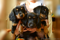 щенки длинношерстной таксы - <ro>Изображение</ro><ru>Изображение</ru> #1, <ru>Объявление</ru> #744737