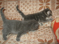 Подарю красивых котят - <ro>Изображение</ro><ru>Изображение</ru> #4, <ru>Объявление</ru> #746220