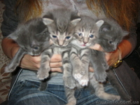 Подарю красивых котят - <ro>Изображение</ro><ru>Изображение</ru> #5, <ru>Объявление</ru> #746220