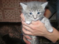 Подарю красивых котят - <ro>Изображение</ro><ru>Изображение</ru> #6, <ru>Объявление</ru> #746220