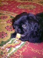 продам щенка пекинес - <ro>Изображение</ro><ru>Изображение</ru> #1, <ru>Объявление</ru> #753197