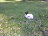 Кролик ручной домашний - <ro>Изображение</ro><ru>Изображение</ru> #4, <ru>Объявление</ru> #775154