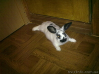 Кролик ручной домашний - <ro>Изображение</ro><ru>Изображение</ru> #2, <ru>Объявление</ru> #775154