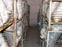 Грибные блоки вешенки - <ro>Изображение</ro><ru>Изображение</ru> #1, <ru>Объявление</ru> #824787