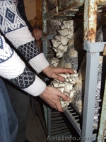 Грибные блоки вешенки - <ro>Изображение</ro><ru>Изображение</ru> #3, <ru>Объявление</ru> #824787