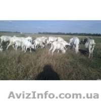 Козы.Козлы племенные. Зааненские. Ламанча. Козлята. Вязка.Вся Украина. - <ro>Изображение</ro><ru>Изображение</ru> #1, <ru>Объявление</ru> #851944