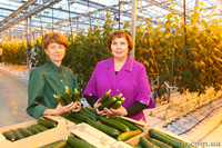 Срочно требуются рабочие на уборку огурцов, помидор - <ro>Изображение</ro><ru>Изображение</ru> #1, <ru>Объявление</ru> #881842